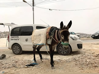 Safe Haven for Donkeys